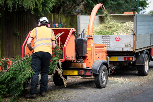 Best Lawn Dethatching  in USA